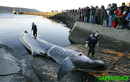 An endangered Fin Whale is brought to the harbor of Hvalfjörður, Iceland.