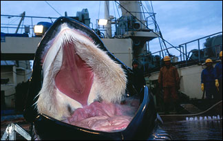 japanese whaling "research"